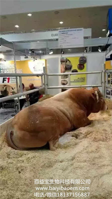 發(fā)酵床養(yǎng)牛走向了國(guó)際化