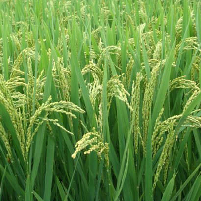 種植專用em菌液【綠苗壯】