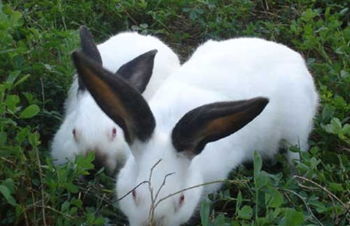 EM原液肉兔養殖上的應用
